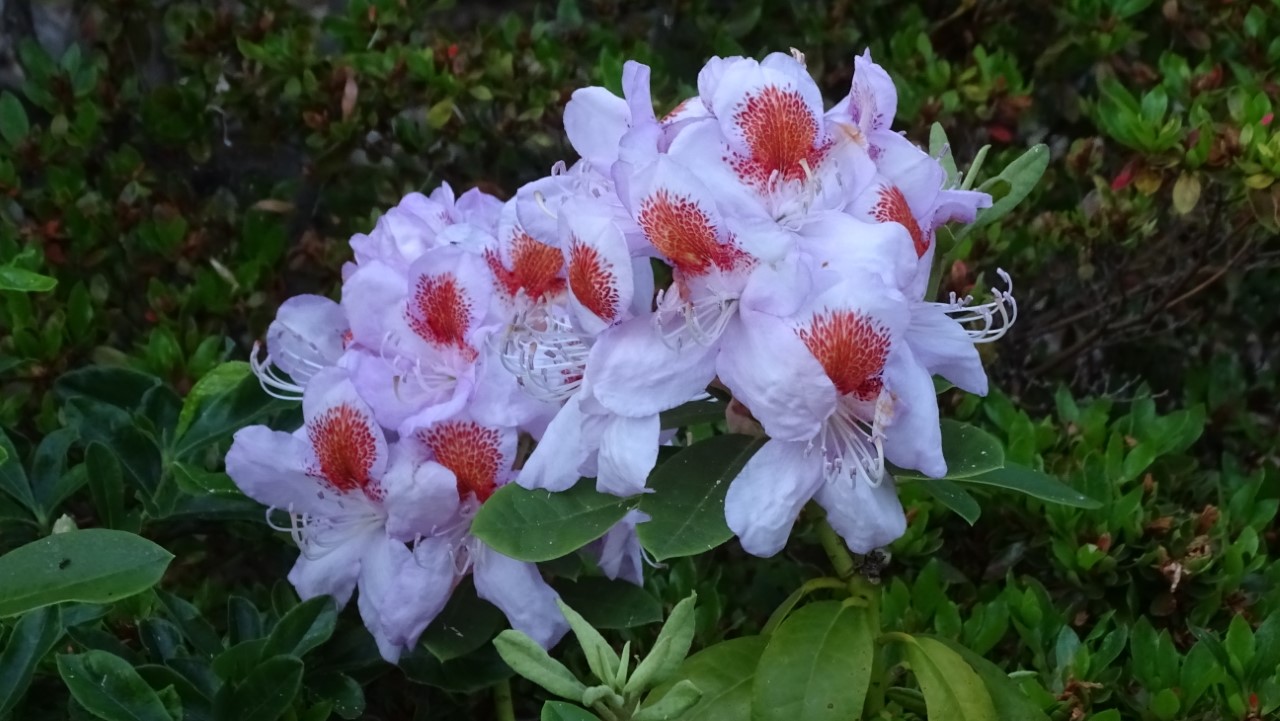 'Mrs T.H. Lowinsky' AGM